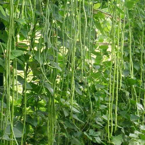 Premium Rare Yard Long Bean Seeds for Planting - 50 Non-GMO Seeds, Easy to Grow, High Yield, Delicious Productive Long Bean Variety for Home Garden and Backyard
