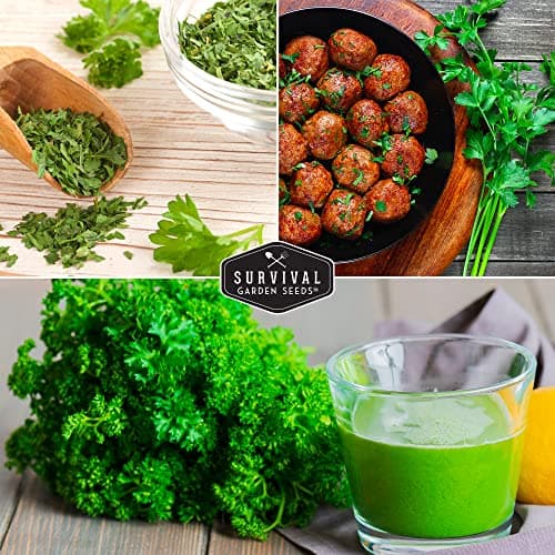 Parsley Seed Collection - Italian Giant, Curled, Flat Leaf - 3 Packets of Non-GMO Heirloom Open-Pollinated to Plant in a Vegetable or Herb Garden - Seed Saver Instructions - Survival Garden Seeds