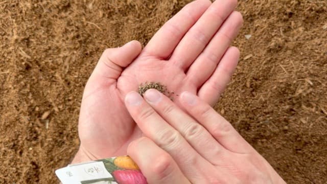 Seed Needs Carrot Seeds for Planting Rainbow Carrots - Non-GMO Heirloom & Untreated Veggie Seed to Grow a Home Grown Vegetable Garden in Fall or Spring (1 Pack)