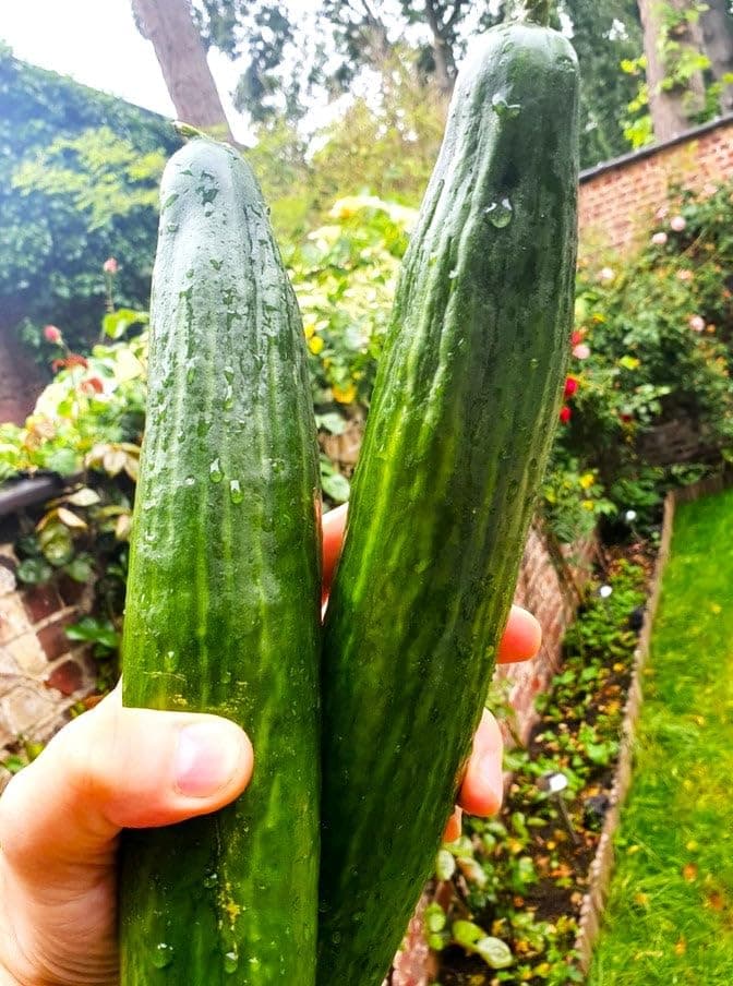 English Telegraph Burpless Cucumber (English Cucumber) Seeds - 30+ Count - for 2025 Planting Hothouse Cucumbers Crisp European Near-Seedless Long Heirloom Vegetable Grow Your Own Home