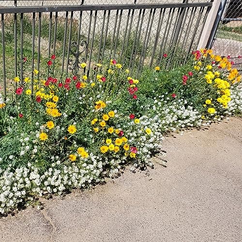 Drought Tolerant Wildflower Seed Mix, Covers 325 Sq Ft, 15 Flower Varieties, Over 67,000 Seeds, Created By Nature
