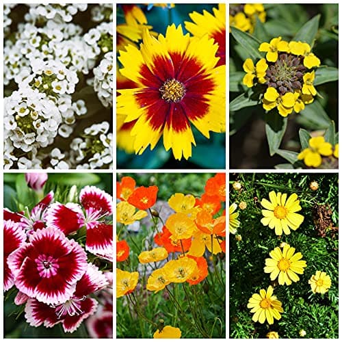 Wildflower Seeds Bulk, 2 Oz. 80,000+ Seeds, Drought-Tolerant Wildflower Mix, 20 Varieties of Drought-Tolerant Wildflower Seeds, Drought-Resistant Wildflower Seeds, Dryland Pollinators Flowers Seeds