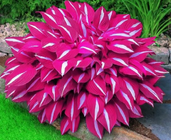 Mix 200+ Hosta Seeds (Shade-Tolerant Perennials) - Easy to Grow, Low Maintenance & High Ornamental Value for Gardens/Pots