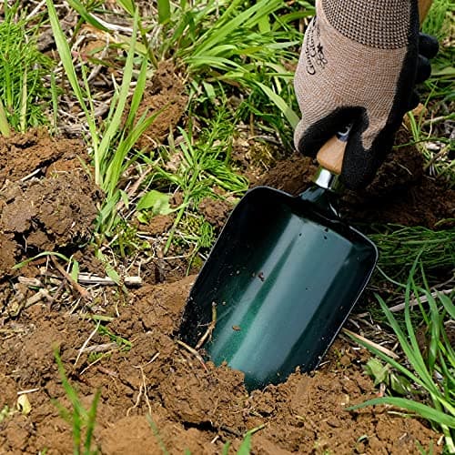 Garden Helper Soil Scoop Garden Tool, Large Loose Soil Scooper Tool for Transplanting and Gardening, Heavy Duty Japanese Steel Balde, Wood Handle, Made in Japan