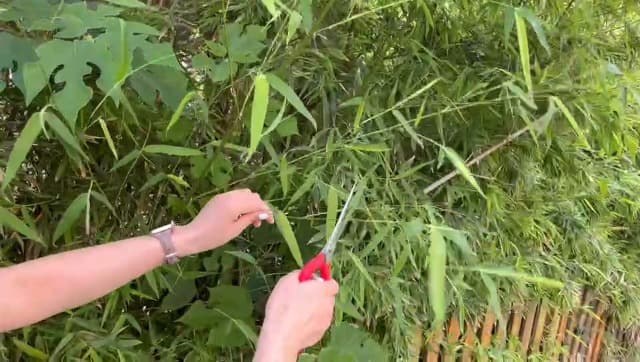 Extra Long Edge Stainless Steel Pruning Shears Fruit Trees Bonsai Sharp Garden Scissors Tool
