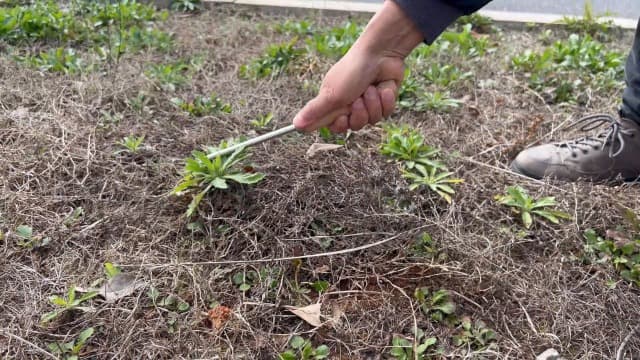 Hand Weeder Tool, Stainless Steel 2 Pcs Weeder Tool for Garden and Farm,Weeding Tool for Gardening,Garden Weeder, Weed Pulling Tool, Weed Puller Tool(Wooden Handle)…