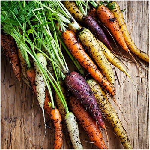 Seed Needs Carrot Seeds for Planting Rainbow Carrots - Non-GMO Heirloom & Untreated Veggie Seed to Grow a Home Grown Vegetable Garden in Fall or Spring (1 Pack)