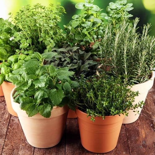 15,000+ Herb Seeds for Planting, 13 Varieties Heirloom Culinary Herb Seeds Gift Pack, Non-GMO Herb Seed Garden Kit for Indoor Outdoor Growing, Home Hydroponic Fresh Food Herb Supply