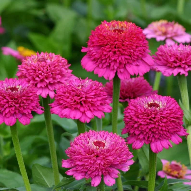 50+Annual Zinderella Zinnia Seed for Planting Outdoor- Rare Flower Plant Seeds for Garden Beds Border Home Heat Tolerant