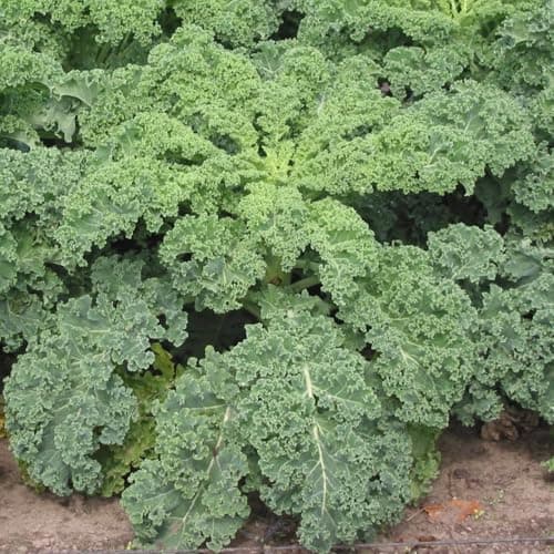 1000 Seeds Kale Seeds for Planting, Heirloom, Non-GMO Vegetable Variety - Great for Indoor, Outdoor Open Pollinated
