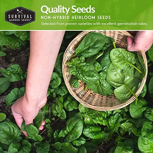 Survival Garden Seeds Spinach Seed Collection – 3 Packets of Seeds with Growing Instructions – Viroflay, Noble, Bloomsdale Spinach Varieties – Non-GMO Heirloom Open-Pollinated Seeds to Plant