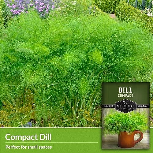 Survival Garden Seeds Compact Dill for Planting - 1 Seed Packet with Instructions to Plant & Grow Container Sized Dwarf Dill Herb Plants in Your Home Garden - Non-GMO Heirloom Variety
