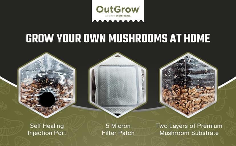 Mini All in One Mushroom Grow Bag