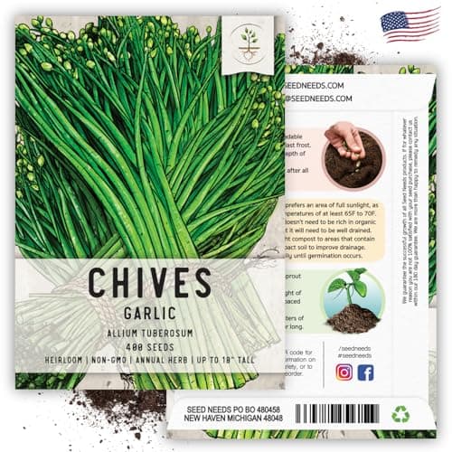 Seed Needs Chive Seeds for Planting Garlic Chives - Non-GMO Heirloom & Untreated Perennial Herbs to Grow an Indoor or Outdoor Home Herb Grown Garden (1 Pack)