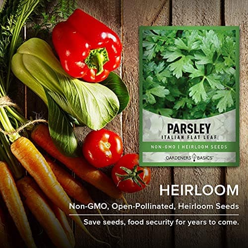 Gardeners Basics, Parsley Seeds for Planting, Italian Flat Leaf is A Heirloom, Open-Pollinated, Non-GMO Herb Variety- Great for Indoor and Outdoor Gardening and Herbal Tea Gardens