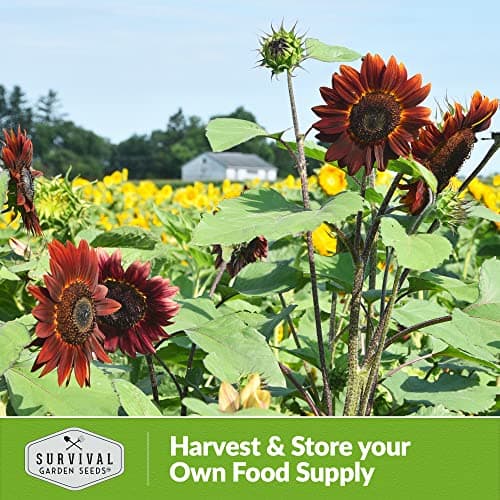 Survival Garden Seeds Chocolate Cherry Sunflower Seed for Planting - Packet with Instructions to Plant & Grow Beautiful Flowers in Your Home Vegetable & Flower Garden - Non-GMO Heirloom Variety (1)