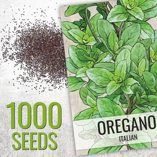 Seed Needs Oregano Seeds for Planting Italian Herbs - Non-GMO, Heirloom & Untreated Culinary Herb - Grow Indoors or Outdoors for a Kitchen Garden (1 Pack)