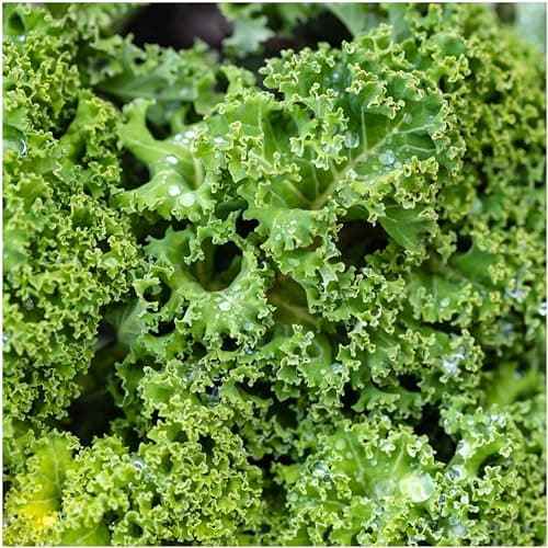 Seed Needs, Vates Blue Scotch Curled Kale Seeds - 300 Heirloom Seeds for Planting Brassica oleracea - Garden Fresh Vegetables, Non-GMO & Untreated (1 Pack)