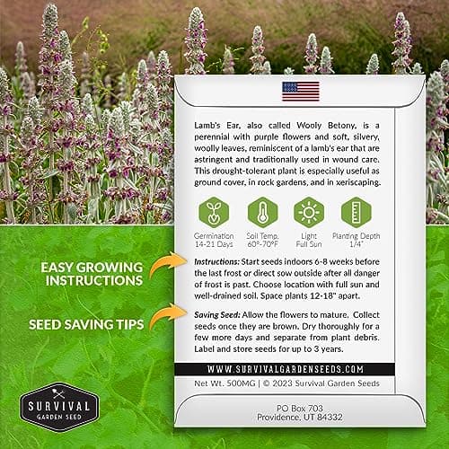 Lamb's Ear Seeds for Planting - 1 Packet with Instructions to Plant & Grow Lambs Ear Plant, Shade & Drought Tolerant Wooly Betony in Your Home Garden - Non-GMO Heirloom Variety - Survival Garden Seeds