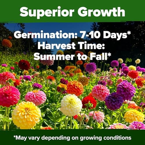 HOME GROWN Zinnia Dahlia Seeds Pack for 2025 – 524 𝗡𝗢𝗡-𝗚𝗠𝗢 𝗨𝗦𝗔 Flower Seeds | Vibrant Zinnia Elegans for Pollinator Gardens, Borders & Containers | Easy-to-Grow Outdoor Blooms