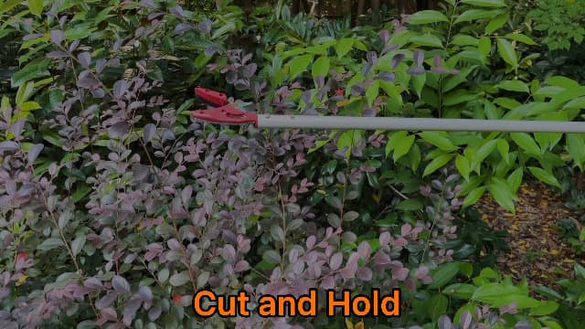 2 Feet Cut and Hold Tree Pruner, Rotation Pole Tree Trimming, Short Reach Fruit Picker, Branches Bypass Lopper