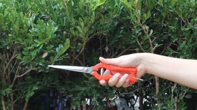 Extra Long Garden Scissor, Stainless Steel Pruning Shears, Bonsai Plant Trimming Scissors for thorny roses plant Flowers Harvesting Herbs Fruits or Vegetables