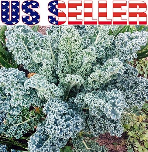 1000 Kale Mixed Seeds, This is a Mix Dwarf Blue Curled, Lacinato Dinosaur, Siberian Dwarf, Russian Red, Heirloom Non-GMO USA Grown