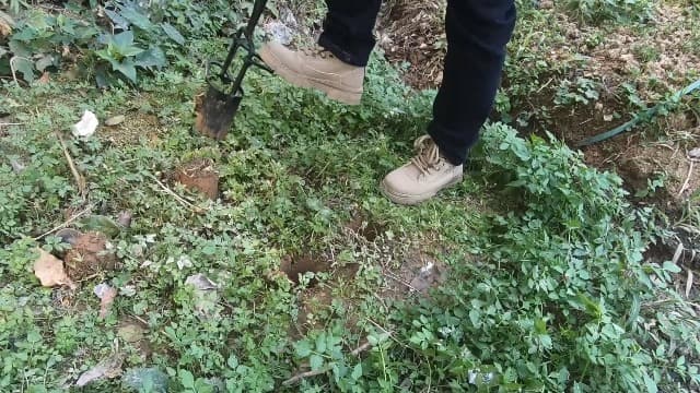 Sod Plugger, Bulb Planter with Long Handle and Serrated Base Garden Tool, Bulb Transplanter Also Grass Plug Tool for Digging Holes to Plant Tulips, Iris, Daffodils