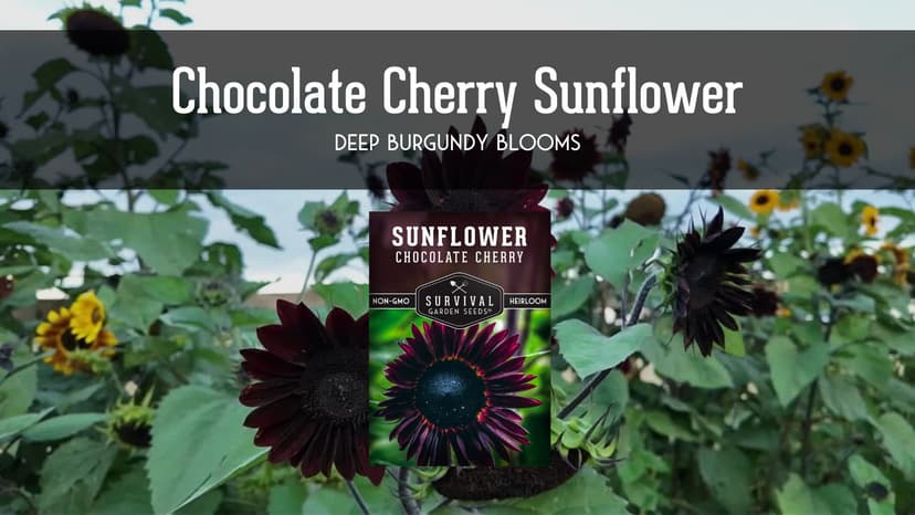 Survival Garden Seeds Chocolate Cherry Sunflower Seed for Planting - Packet with Instructions to Plant & Grow Beautiful Flowers in Your Home Vegetable & Flower Garden - Non-GMO Heirloom Variety (1)