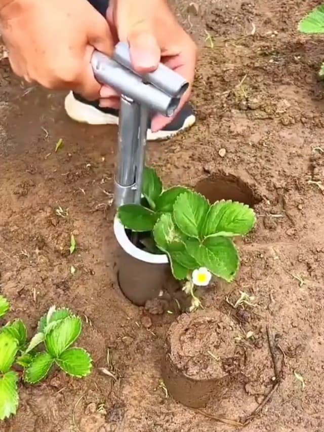2 Pack Bulb Planter Tool Stainless Steel, Plant and Fruit Tree Seedling Transplanter, Bulb Transplanter Tool for Digging Holes to Transplanting