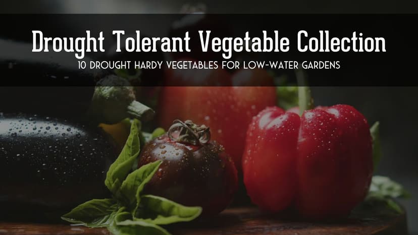 Drought-Tolerant Vegetable Seed Collection - 10 Packets of Seeds to Grow Drought-Resistant Plants for Growing in Home Vegetable Gardens - Non-GMO Heirloom Open-Pollinated - Survival Garden Seeds