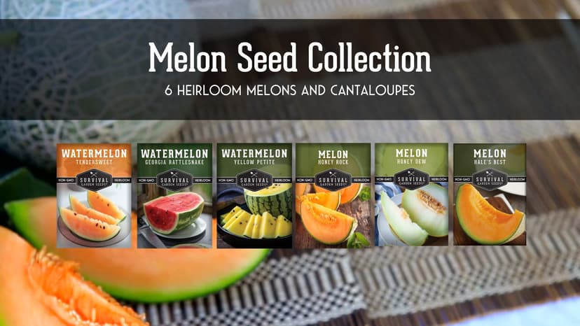 Survival Garden Seeds Melon Collection - 6 Packs of Heirloom Melon Fruit Seed: Honey Rock Cantaloupe, Hale's Best, Honeydew Melons, Yellow Petite, Tendersweet Orange, Georgia Rattlesnake Watermelon