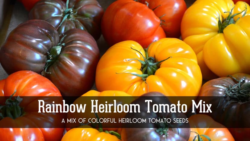 SURVIVAL GARDEN SEEDS Heirloom Rainbow Mix Tomato Seed for Planting - Packet with Instructions to Plant & Grow in Your Home Vegetable Garden - Non-GMO Heirloom Rainbow Tomato Seeds Variety Pack