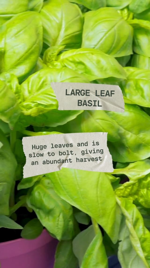 Parsley Seed Collection - Italian Giant, Curled, Flat Leaf - 3 Packets of Non-GMO Heirloom Open-Pollinated to Plant in a Vegetable or Herb Garden - Seed Saver Instructions - Survival Garden Seeds