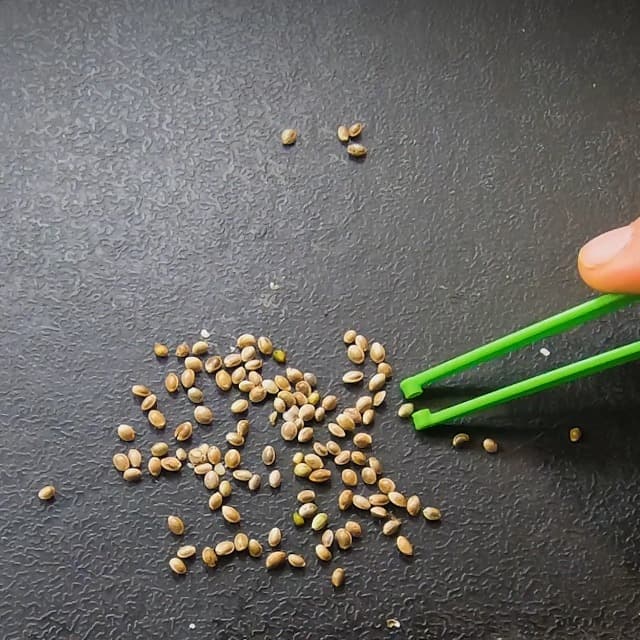 Cannakan™ HUGGERS™ Cupped Seed Tweezers Featuring a Dibber End for Planting Seeds.