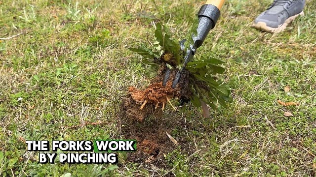 Grampa's Weeder - The Original Stand Up Weed Puller Tool with Long Handle - Made with Real Bamboo & 4-Claw Steel Head Design - Easily Remove Weeds Without Bending, Pulling, or Kneeling.