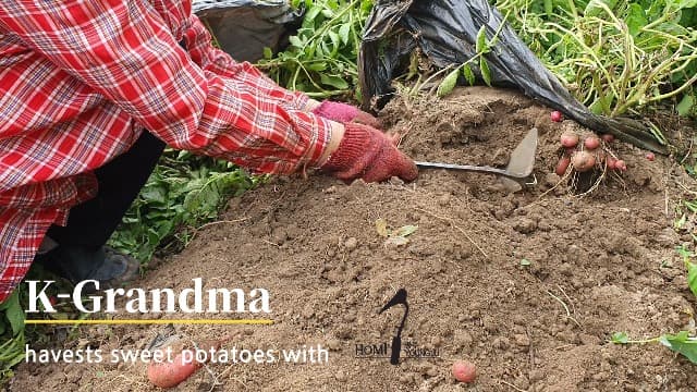 Premium Quality Hand plow Hoe with Safety Cover for Easy Gardening, Weeding and Farming Made by Korean Master Blacksmith