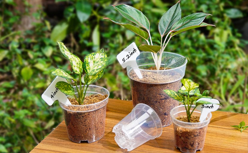 homenote Clear Nursery Pots for Plant,3/4/5 Inch Plant Pot for Planting Plastic Seedling with Drainage Holes Seed Starter Flower High Transparency 20 Labels Excellent Hardness(30 Pack)