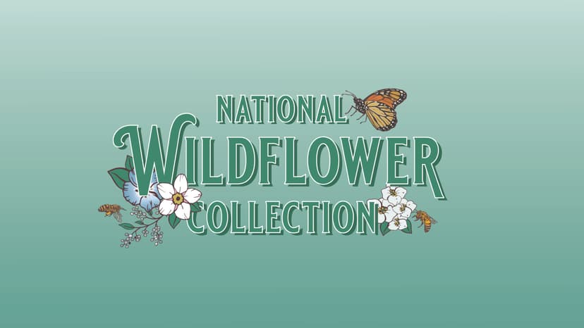 Wildflower Seeds Bulk, 2 Oz. 80,000+ Seeds, Drought-Tolerant Wildflower Mix, 20 Varieties of Drought-Tolerant Wildflower Seeds, Drought-Resistant Wildflower Seeds, Dryland Pollinators Flowers Seeds