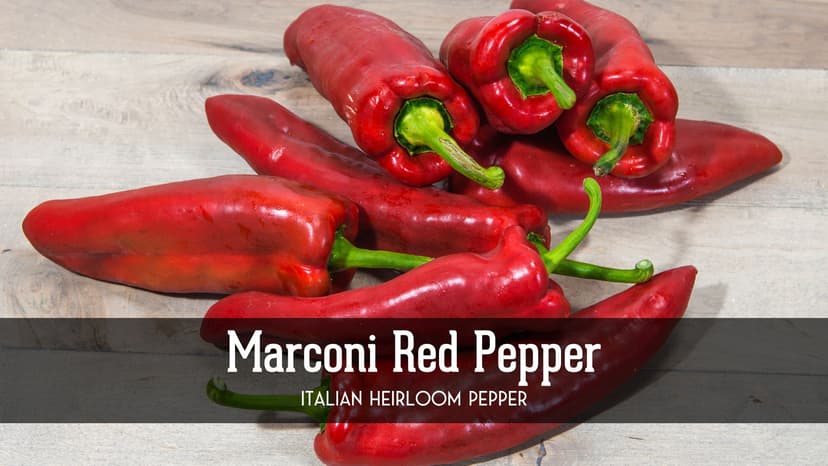 10 Pepper Variety Pack Seed Vault - Serrano, Big Red, California Wonder, Cayenne, Cubanelle, Orange Habanero, Jalapeño, Marconi, Rainbow Bell, Poblano Pepper - Non-GMO Heirloom Survival Garden Seeds