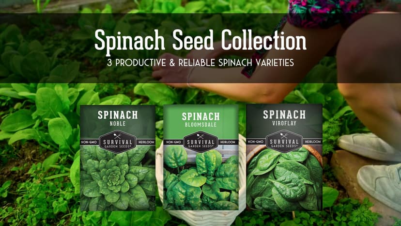 Survival Garden Seeds Spinach Seed Collection – 3 Packets of Seeds with Growing Instructions – Viroflay, Noble, Bloomsdale Spinach Varieties – Non-GMO Heirloom Open-Pollinated Seeds to Plant