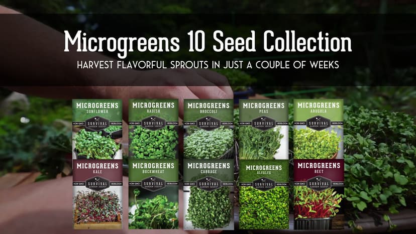 Survival Garden Seeds Microgreens 10 Pack (Seeds Only) - Instructions to Plant and Grow a Mix of Microgreen Plants - Arugula, Broccoli, Radish, Pea, Sunflower, Alfalfa, Cabbage, Buckwheat, Kale, Beet