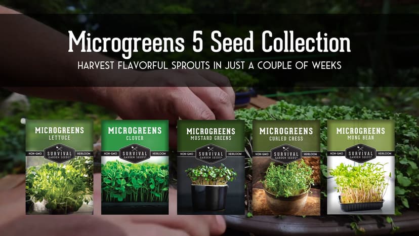 Survival Garden Seeds Microgreens 5 Pack (Seeds Only) - Plant, Sprout, and Grow a Mix of Microgreen Plants in Your Kitchen or on Your Windowsill - Lettuce, Curled Cress, Mung Bean, Mustard, Clover