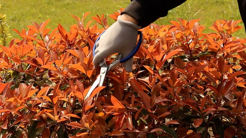 Stainless Steel Pruning Shear 9.2 Inch - Bonsai Pruning Snips- Multi-purpose Scissors - Floral Tools - Fruit Tree Scissors - Stainless Steel Blade - Aluminium Body with Soft Touch Vinyl Grip