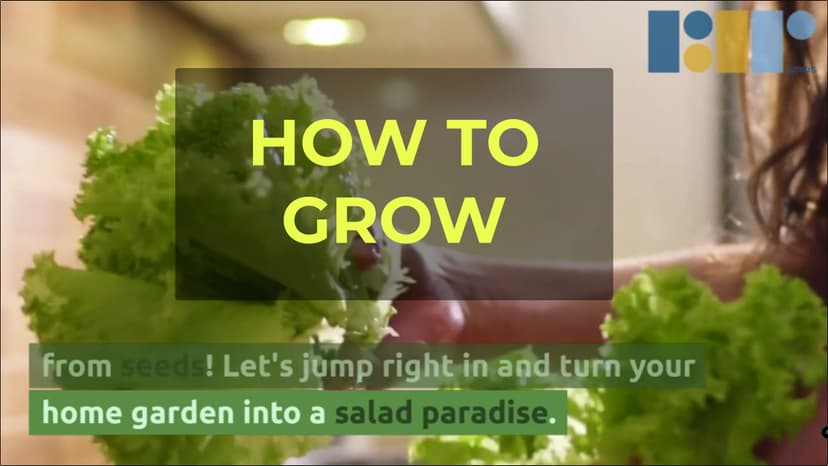 3000 Parris Island Cos Romaine Lettuce Seeds - 4+ Grams - Heirloom Non-GMO USA Grown Premium Vegetable Seeds for Planting - by RDR Seeds