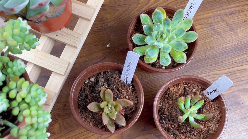 TDHDIKE 4" Small Plastic Plant Nursery Pot/Pots (100pcs) Seedlings Flower Plant Container Seed Starting Pots , Come with 100pcs Plant Labels