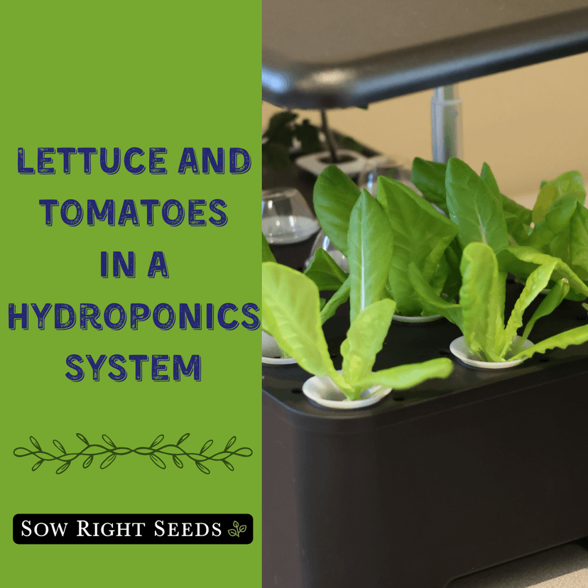 Sow Right Seeds - Hydroponic Vegetable Seeds for Planting - Lettuce, Kale, Arugula, Pak Choi, Watercress & Cherry Tomato Seeds for Planting and Growing Hydroponics - Perfect for Indoor Growing System