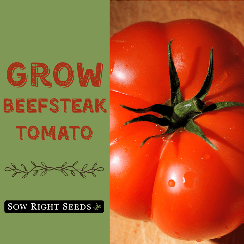 Sow Right Seeds - Beefsteak Tomato Seeds for Planting - Non-GMO Heirloom Packet with Instructions to Plant a Home Vegetable Garden - Indeterminate, Super Large and Bright Red Fruits (1)