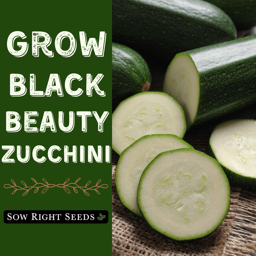 Sow Right Seeds - Black Beauty Zucchini Seeds for Planting - Non-GMO Heirloom Packet with Instructions to Plant a Home Vegetable Garden - Summer Squash - Classic Zucchini Good for Large Containers (1)