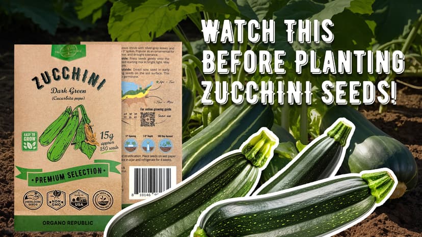 Organo Republic Dark Green Zucchini Seeds Pack 15 G - Over 150 Non-GMO Heirloom Zucchini Seeds for Planting Vegetable in Individual Seed Packet, Vegetable Seeds for Planting Indoor & Outdoor Gardening